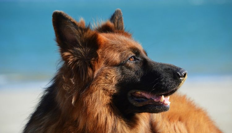 In sella a una e-bike, trascina il cane per quasi 6 chilometri con una catena a strozzo, denunciate due persone a San Sebastiano al Vesuvio