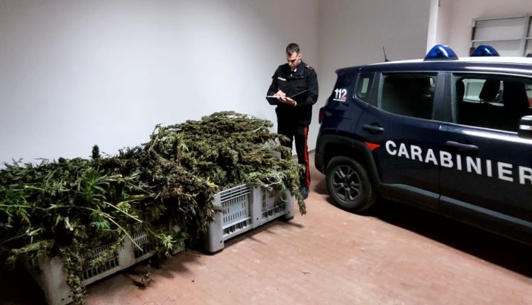 Sant’Anastasia, trovati con 109 kg di marijuana: arrestati due uomini: a casa trovati anche 1500 euro in contanti, un fucile con matricola abrasa completo di proiettili