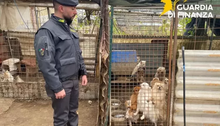 Scoperto a Ercolano il lager degli animali, cani ingabbiati e maltrattati 