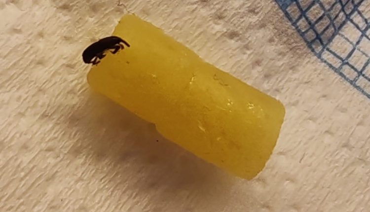 A San Sebastiano al Vesuvio la preside Maria Carmela Iozzia svela l’arcano: l’insetto nella pasta della mensa è stato messo dagli alunni