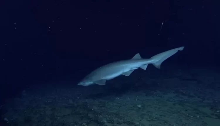 Boom di squali nel golfo di Napoli, ecco i “capopiatto”: “Sono innocui e vanno protetti”